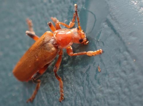 Cantharis livida